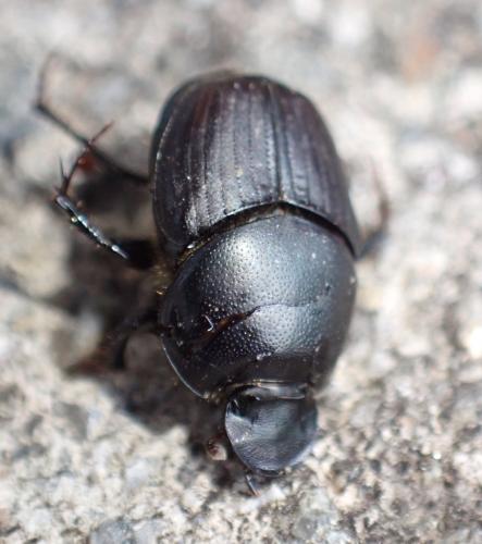 Réf. 323 465 : Onthophagus taurus